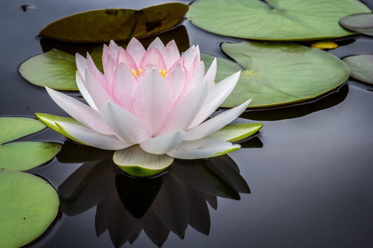 Essential Oils for Anxiety and Stress: The Best Essential Oils to Reduce Anxiety and Stress