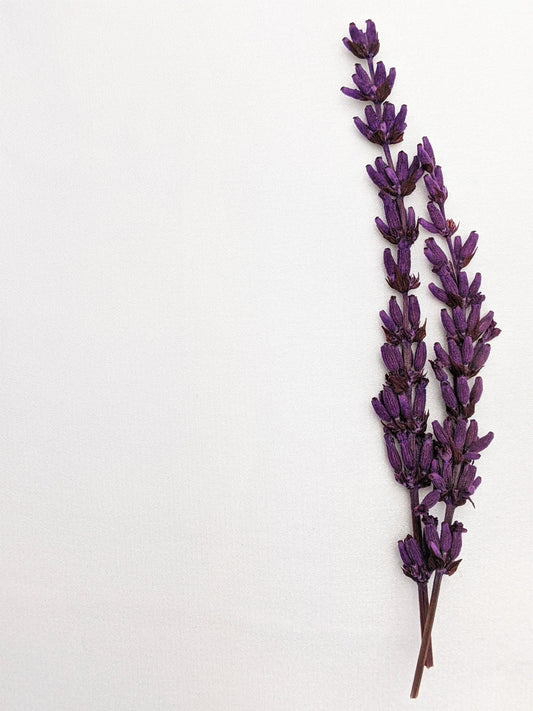 Lavender Essential Oil Benefits